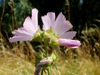20120706Malve_Hockenheim3