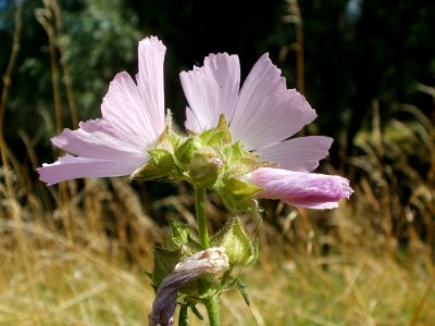 20120706Malve_Hockenheim3 photo