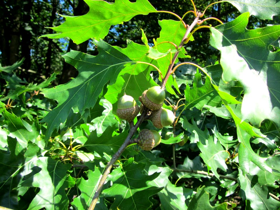 20120801Quercus_rubra3