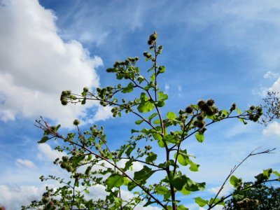 20120731Arctium_lappa4