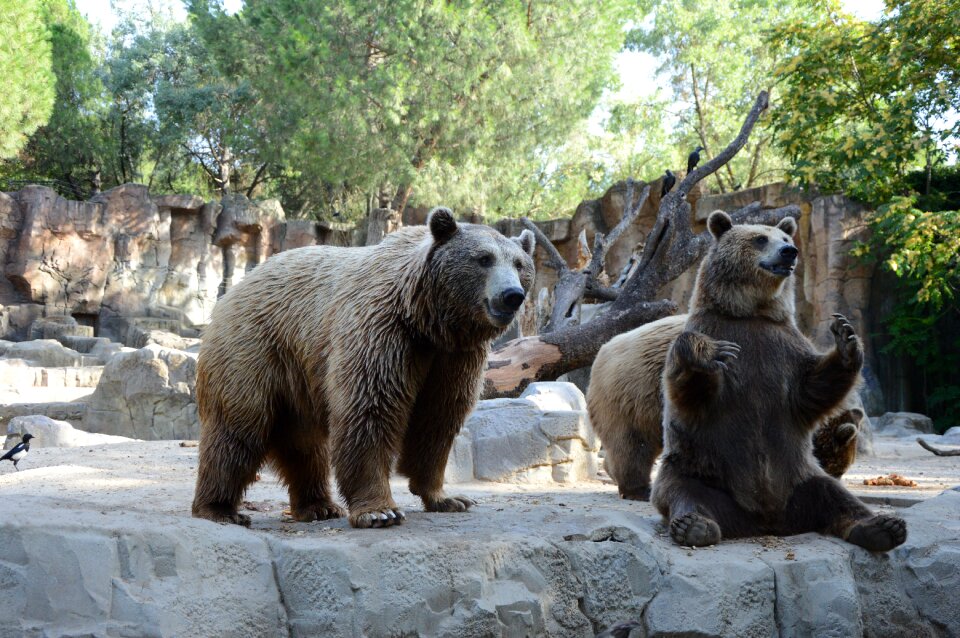 Animals jump language