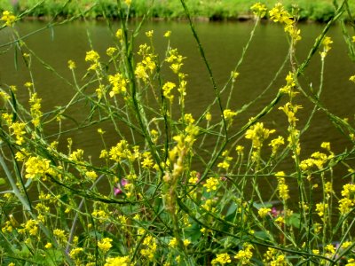 20120704Brassica_nigra1