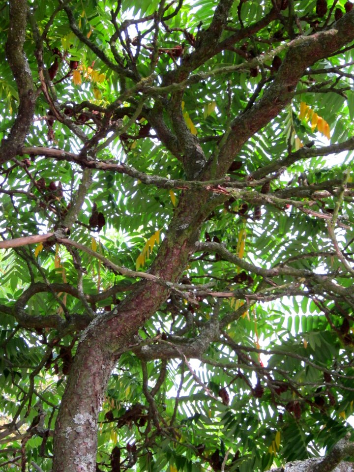 20120814Essigbaum_Hockenheim7