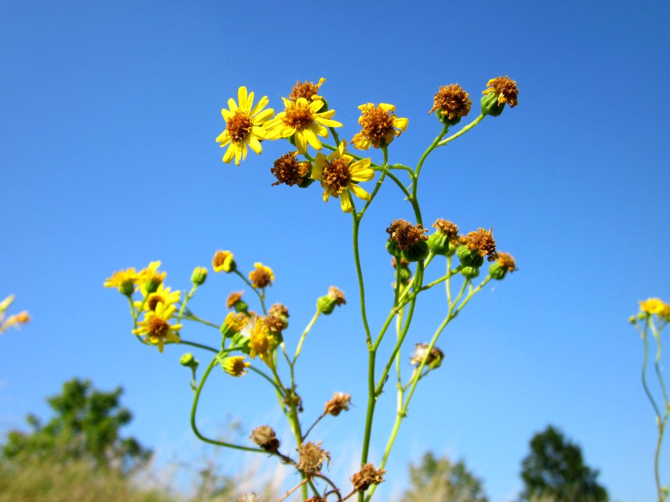 20120726Jacobaea_vulgaris4