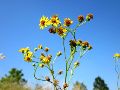 20120726Jacobaea_vulgaris4 photo