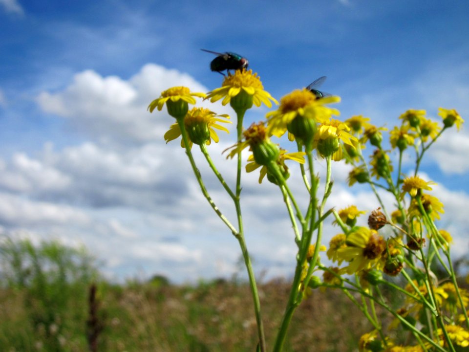 20120731Jacobaea_vulgaris4