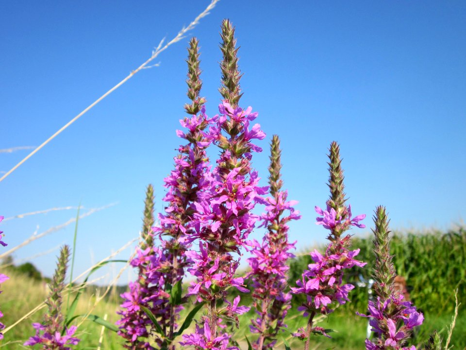 20120726Lythrum_salicaria2