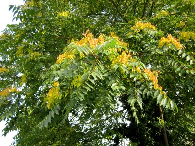 20120814Goetterbaum_Hockenheim05