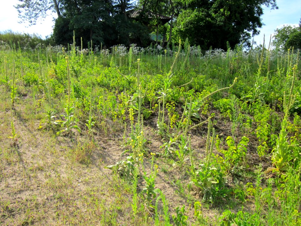 20120731Verbascum_thapsus2