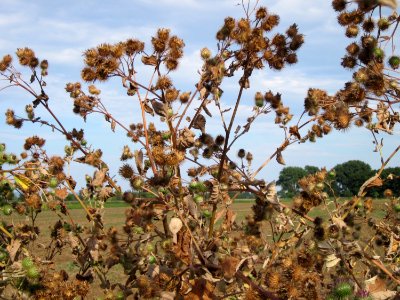 20120815Arctium_lappa3