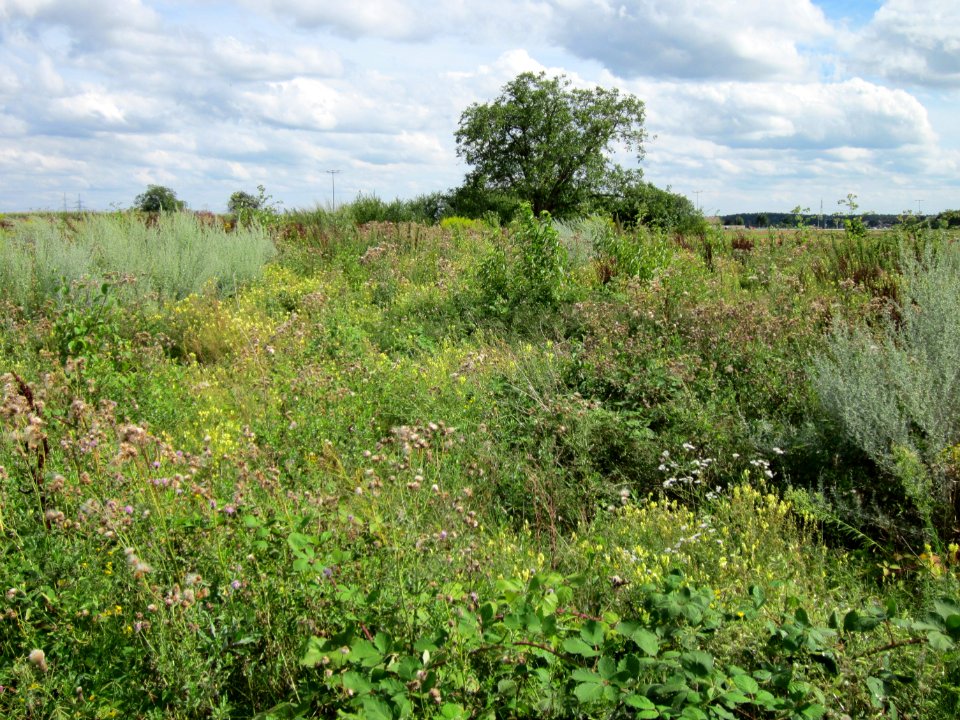 20120731Wiese_Plankstadt01