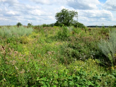 20120731Wiese_Plankstadt01