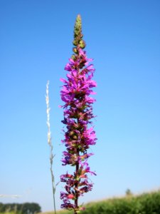 20120726Lythrum_salicaria5