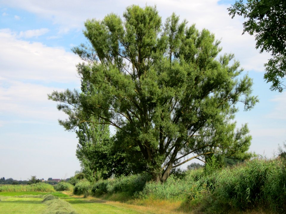 20120815Bach_Leopoldswiesen_Hockenheim07
