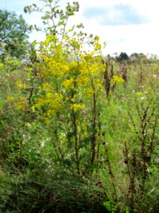 20120731Jacobaea_vulgaris1