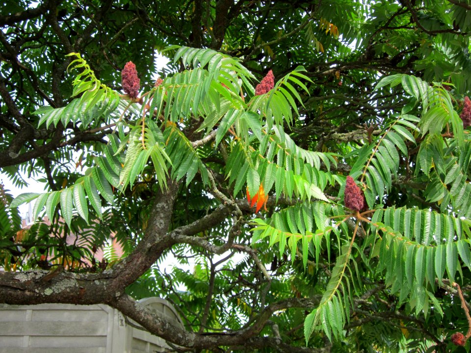 20120814Essigbaum_Hockenheim6