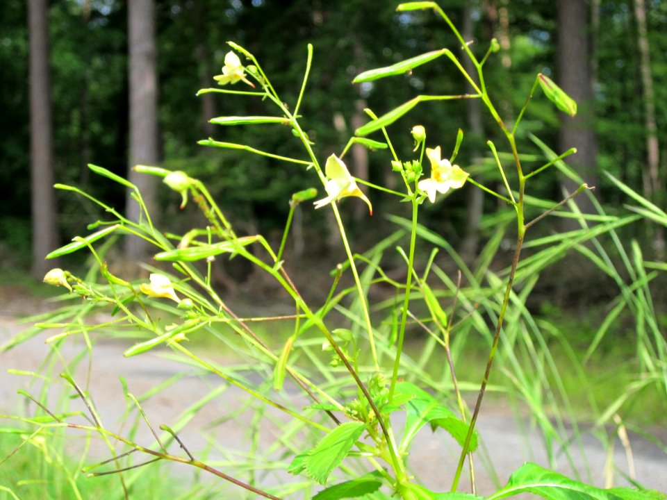 20120716Impatiens_parviflora3