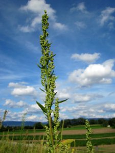 20120731Chenopodium_album2
