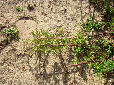 20120731Chenopodium_album3