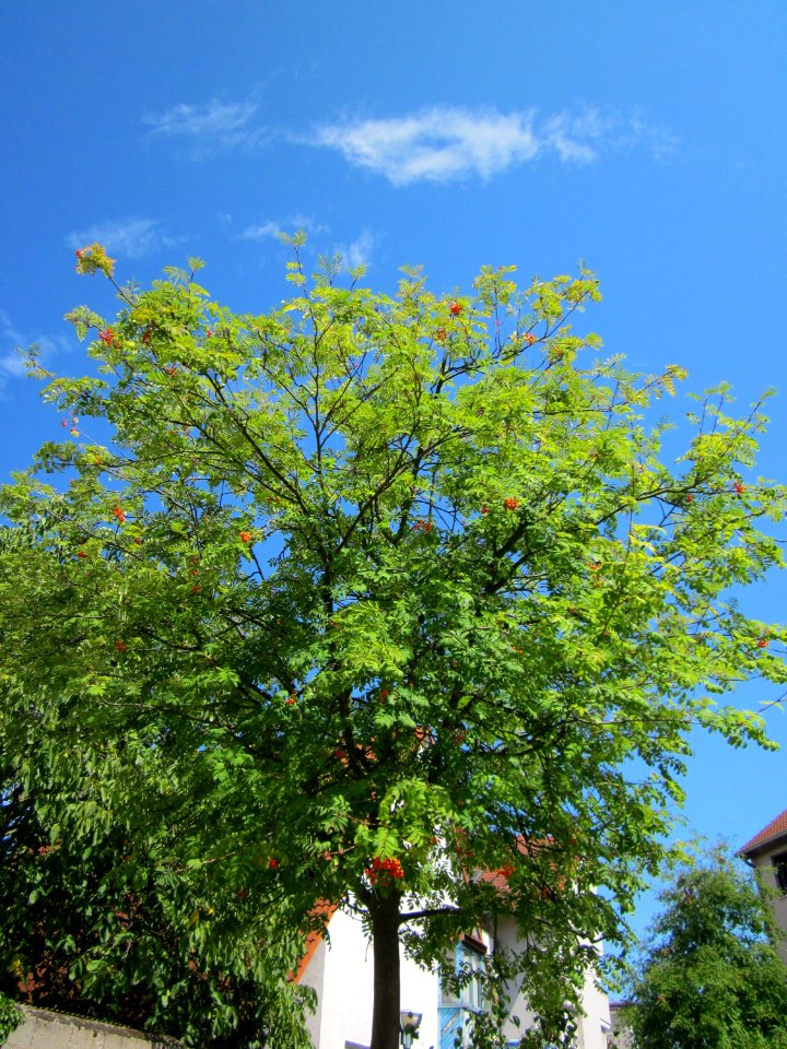 20120815Eberesche_Hockenheim1