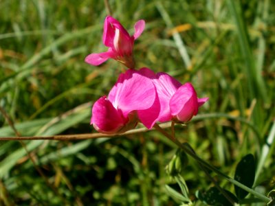 20120707Bachwiesen_Hockenheim19