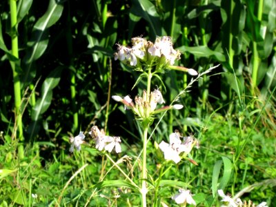 20120710Wiesenbluete_Hockenheim2