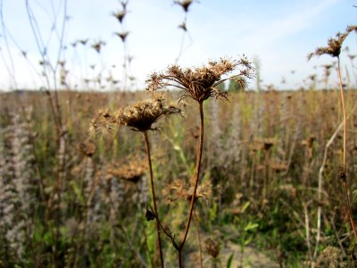 20120920Wilde_Moehre_Hockenheim3