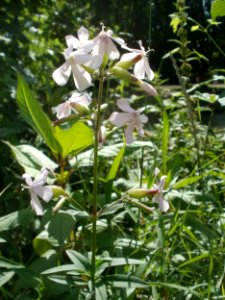 20120703Saponaria_officinalis1