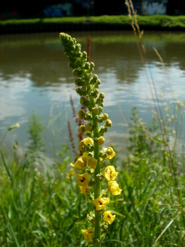 20120703Verbascum_nigrum10