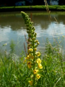 20120703Verbascum_nigrum10