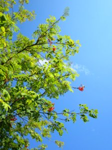 20120815Eberesche_Hockenheim2