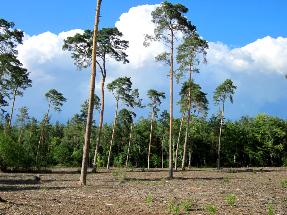 20120715Pinus_sylvestris3