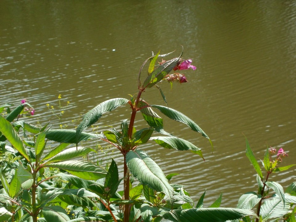 20120703Saar_Saarbruecken09