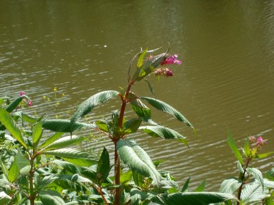 20120703Saar_Saarbruecken09