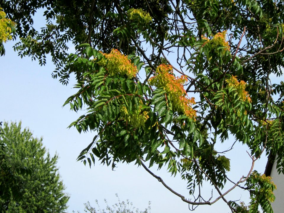 20120814Goetterbaum_Hockenheim07