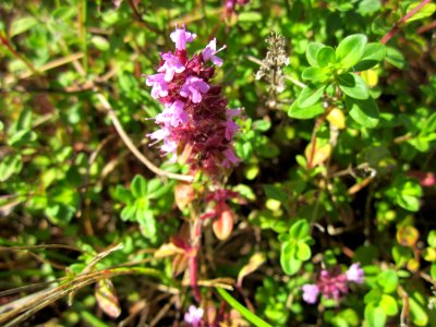 20120715Thymus_pulegioides4