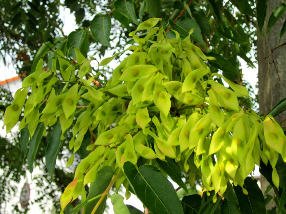 20120814Goetterbaum_Hockenheim09