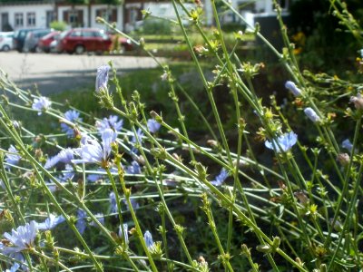20120703Cichorium_intybus2