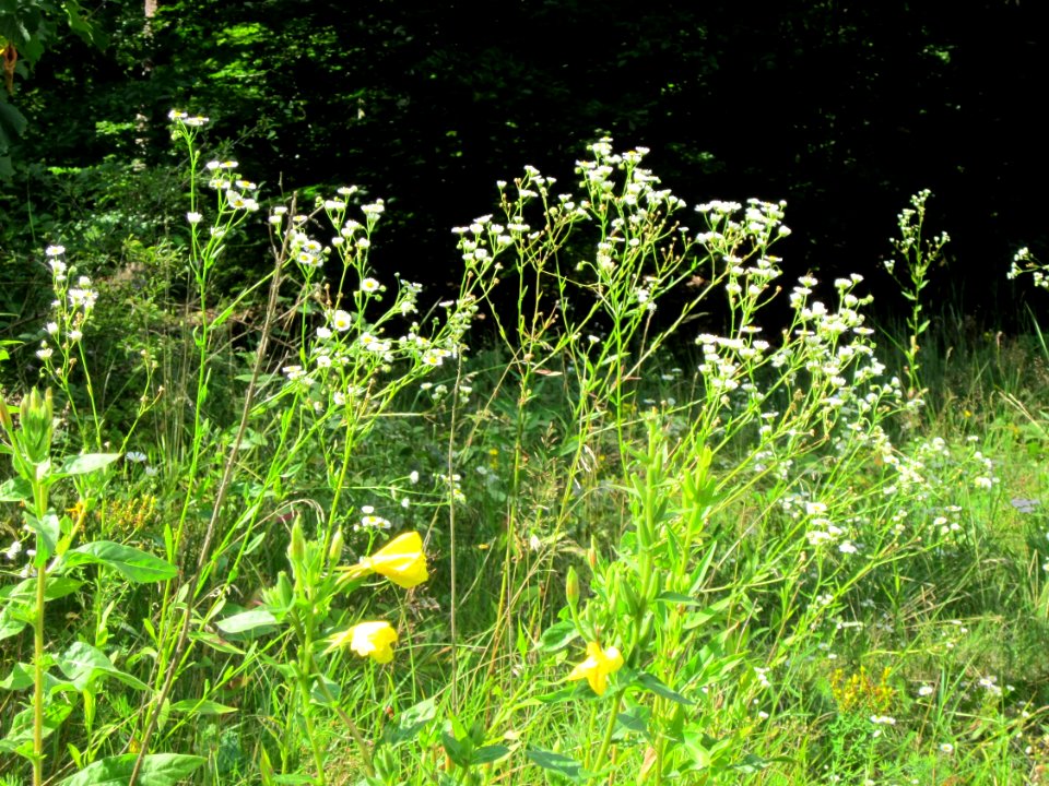 20120715Nachtkerze_Wiese_Hockenheim
