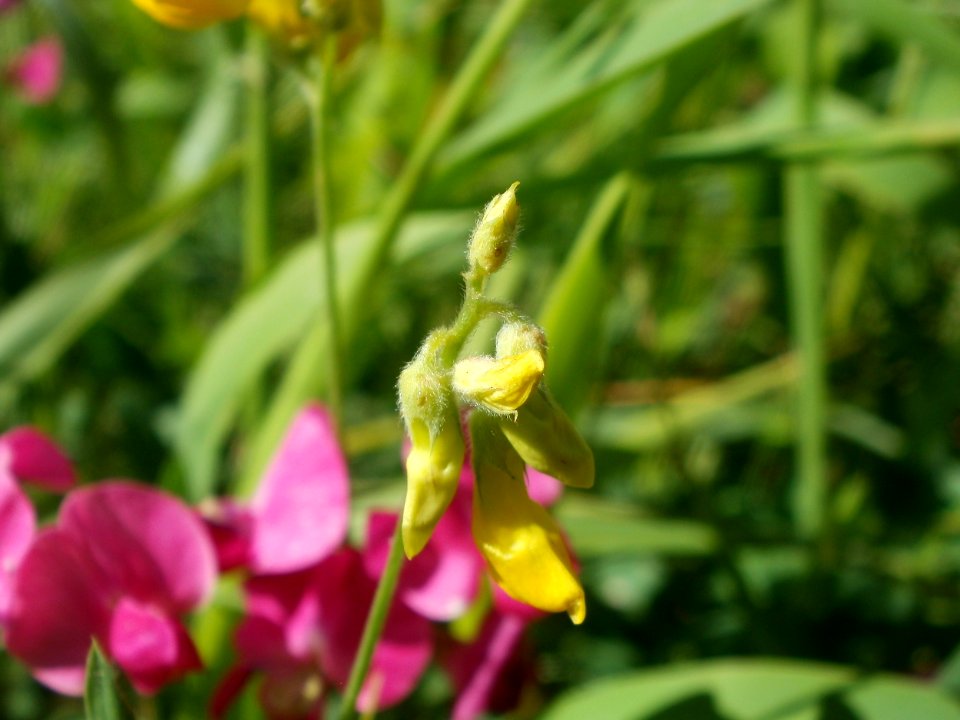 20120707Bachwiesen_Hockenheim29