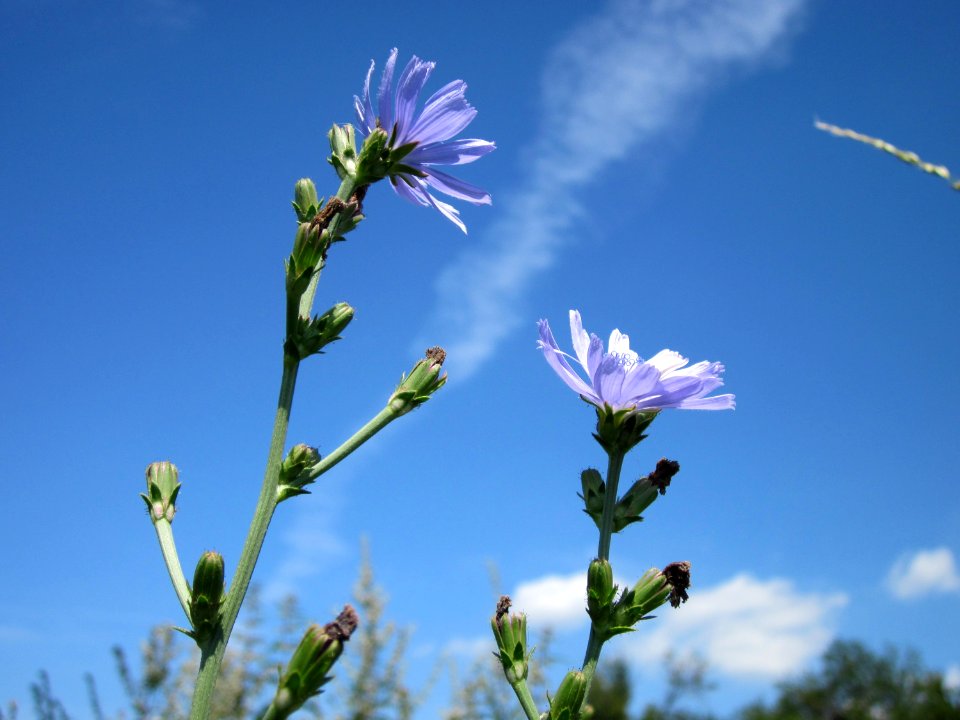 20120813Wegwarte_Hockenheim2