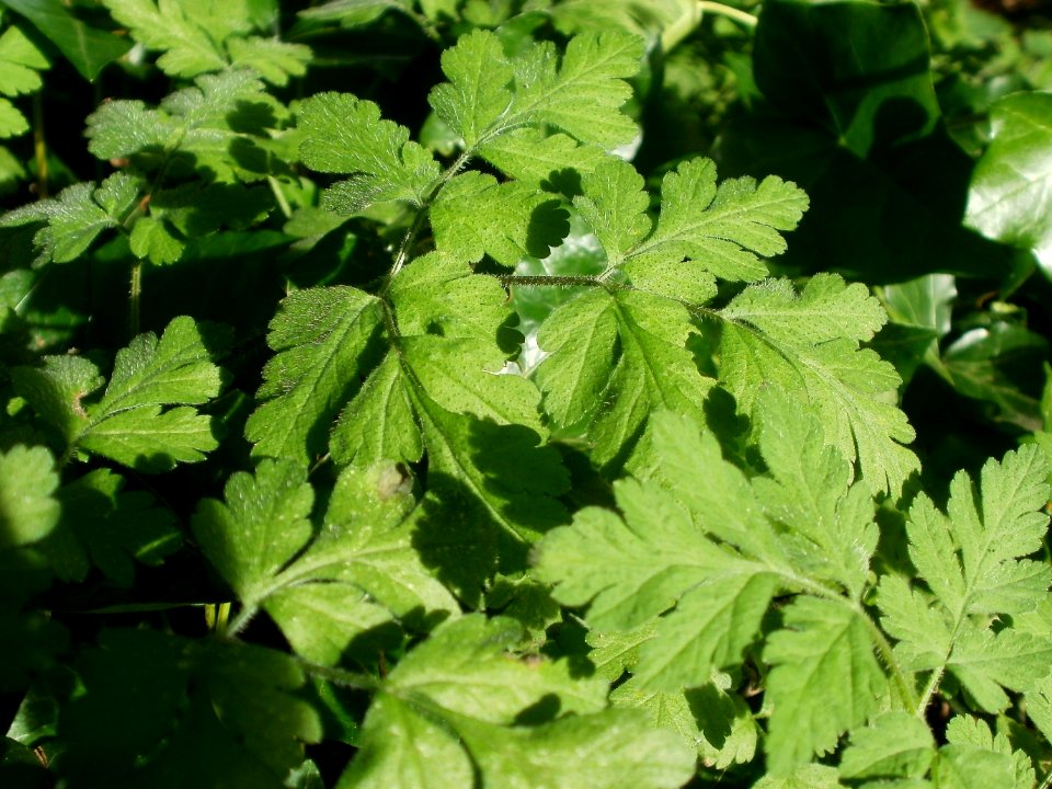 20120701Chaerophyllum_temulum4