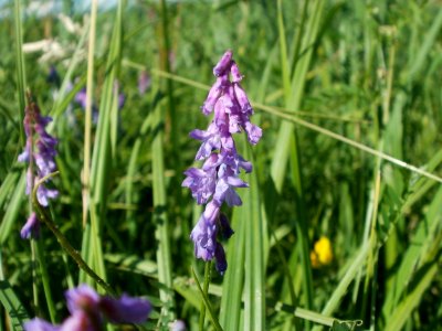 20120707Vogelwicke_Hockenheimer_Rheinbogen5