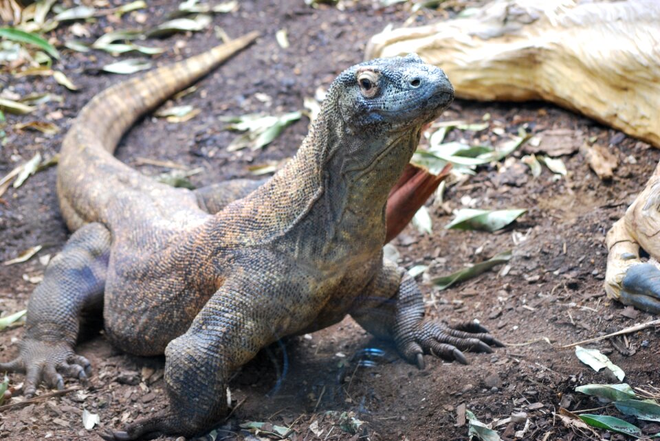 Lizard dragon wild
