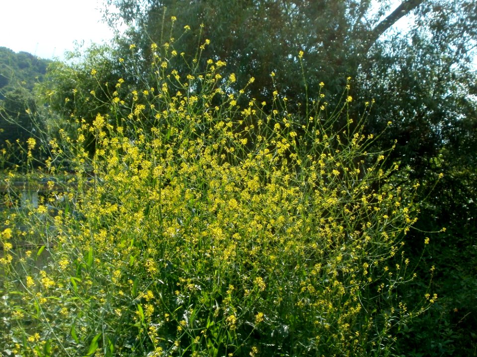 20120703Brassica_nigra1