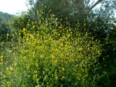 20120703Brassica_nigra1
