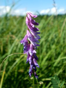 20120707Vogelwicke_Hockenheimer_Rheinbogen3