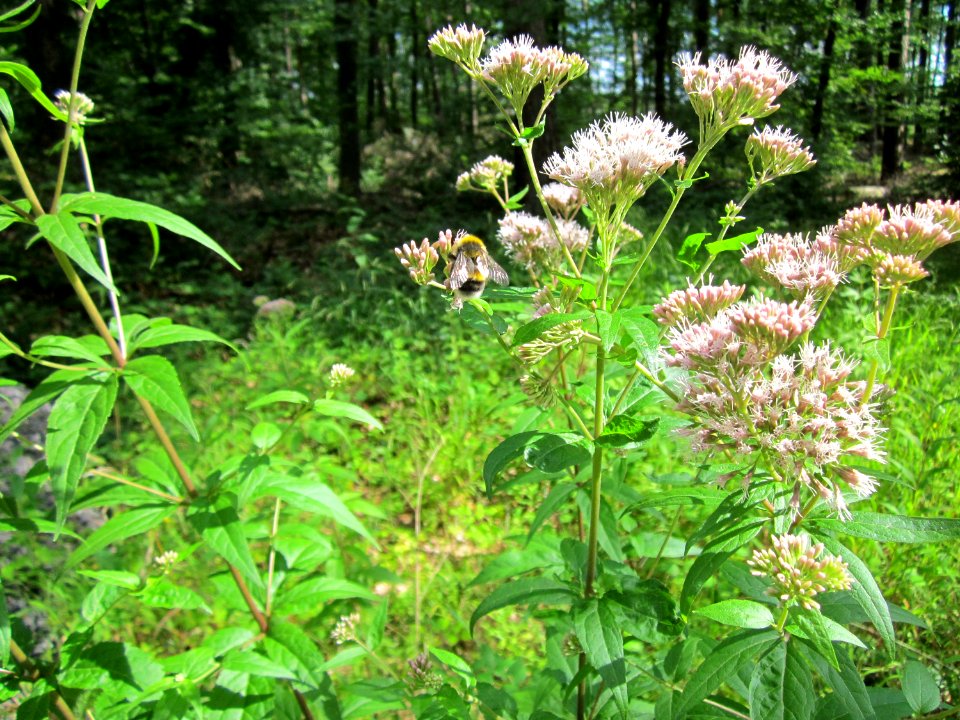 20120716Eupatorium_cannabinum5