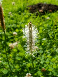 20120629Plantago_media1