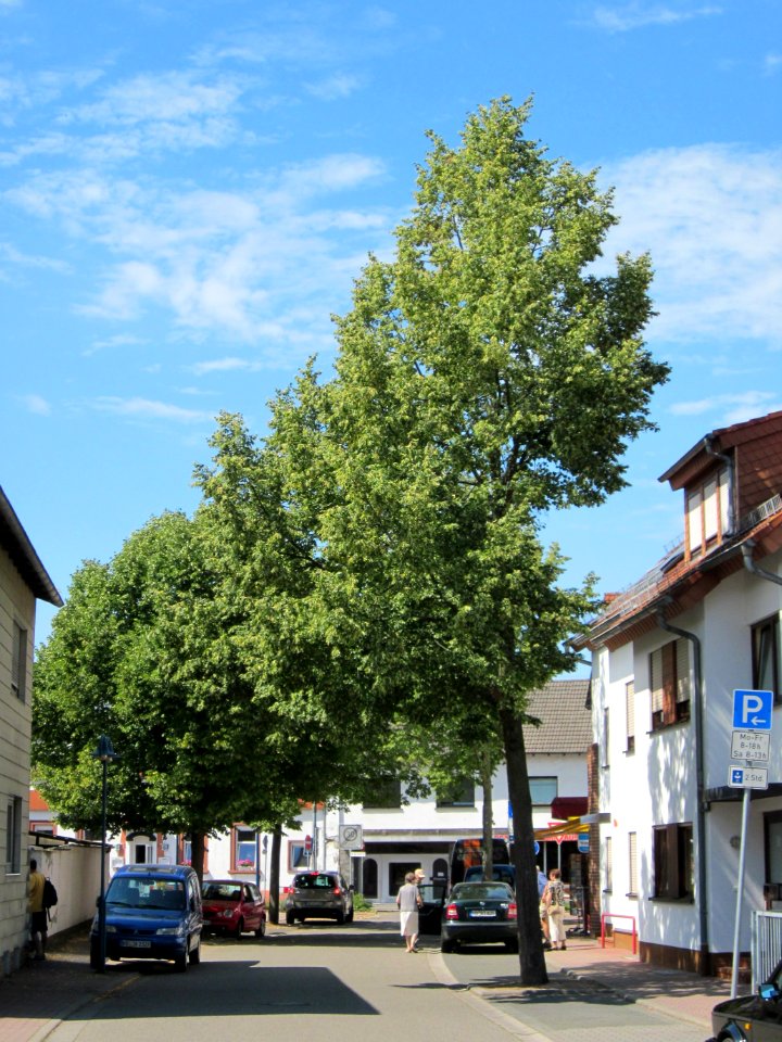 20120815Linde_Hockenmheim2
